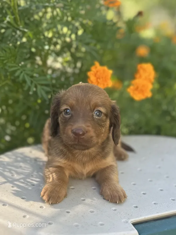 Myrtle  – Miniature Dachshund puppy for sale in Ava, MO