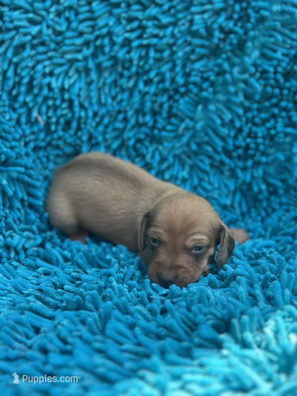 Duke – Miniature Dachshund puppy for sale in Ava, MO