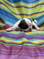 Jesie , a female Shih Tzu for sale in Ava, MO – 5 of 5