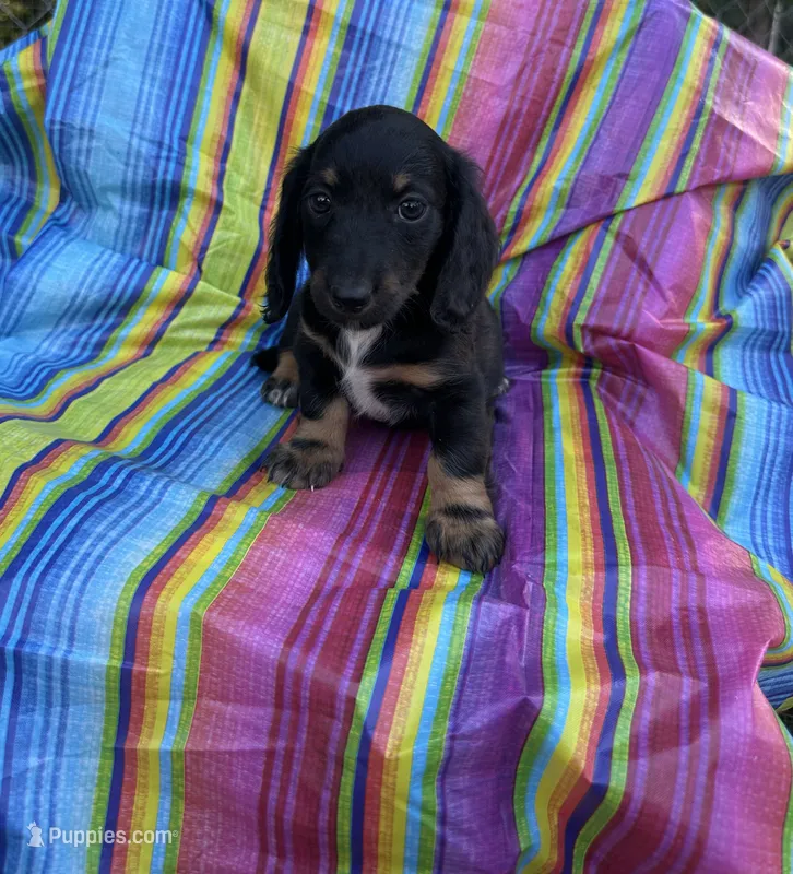 Magnolia  – Miniature Dachshund puppy for sale in Ava, MO