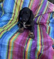 Magnolia , a female Miniature Dachshund for sale in Ava, MO – 1 of 6