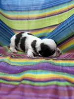 BoPeep , a female Shih Tzu for sale in Ava, MO – 3 of 7
