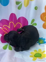 Redbud , a female Miniature Dachshund for sale in Ava, MO – 2 of 4