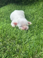 Snowball, a male Shih Tzu for sale in Ava, MO – 6 of 8