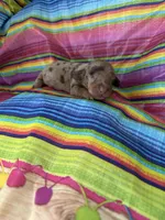 Diamond , a female Miniature Dachshund for sale in Ava, MO – 1 of 6