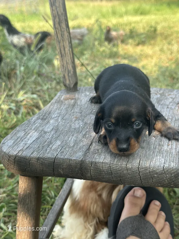 Ginger  – Miniature Dachshund puppy for sale in Ava, MO