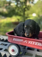 Redbud , a female Miniature Dachshund for sale in Ava, MO – 4 of 7
