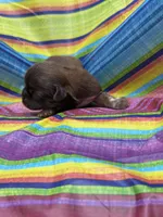 Coco, a male Shih Tzu for sale in Ava, MO – 3 of 7