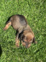 Sissy, a female Miniature Dachshund for sale in Ava, MO – 4 of 7
