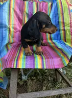 Pepper, a female Miniature Dachshund for sale in Ava, MO – 5 of 5