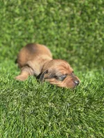 Simon, a male Miniature Dachshund for sale in Ava, MO – 3 of 7