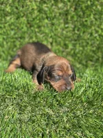 Sissy, a female Miniature Dachshund for sale in Ava, MO – 2 of 7
