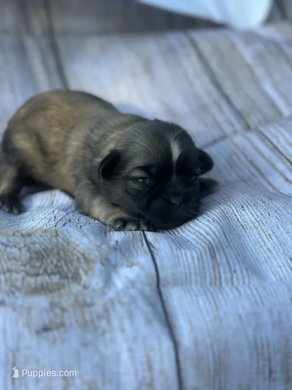 Bluey – Shih Tzu puppy for sale in Ava, MO