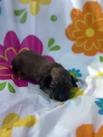 Maple , a female Miniature Dachshund for sale in Ava, MO – 2 of 5