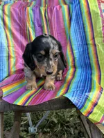 Rocky, a male Miniature Dachshund for sale in Ava, MO – 4 of 6