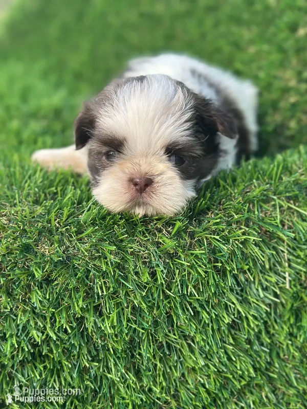 Bruno  – Shih Tzu puppy for sale in Ava, MO