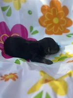 Redbud , a female Miniature Dachshund for sale in Ava, MO – 3 of 4