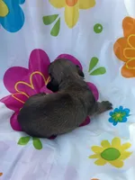 Willow , a female Miniature Dachshund for sale in Ava, MO – 4 of 4