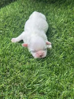 Snowball, a male Shih Tzu for sale in Ava, MO – 8 of 8
