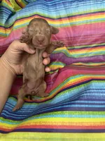 Sapphire , a female Miniature Dachshund for sale in Ava, MO – 2 of 5