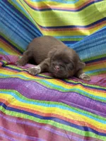 Hershey , a female Shih Tzu for sale in Ava, MO – 2 of 8