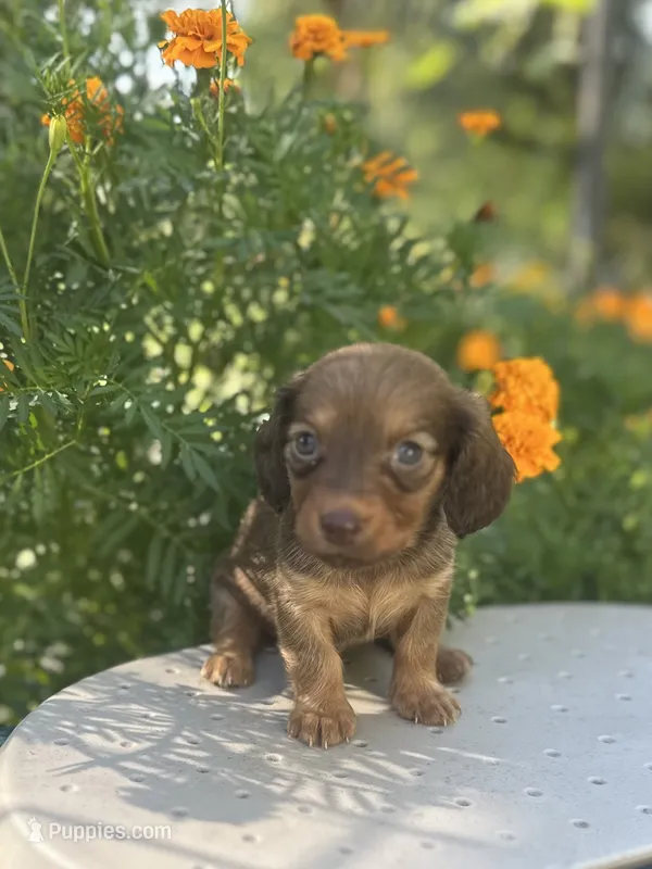 Mizz – Miniature Dachshund puppy for sale in Ava, MO