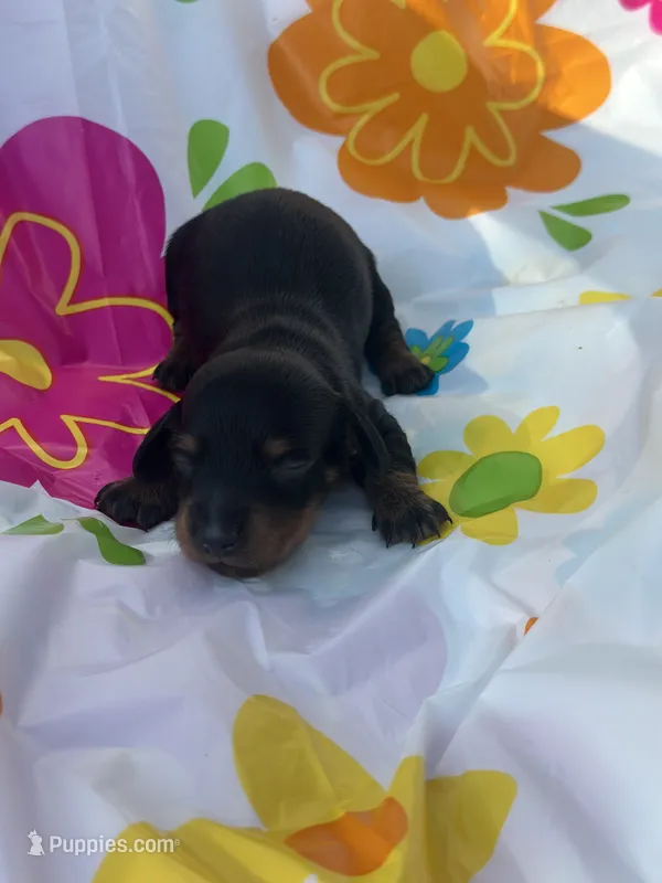 Sugar  – Miniature Dachshund puppy for sale in Ava, MO