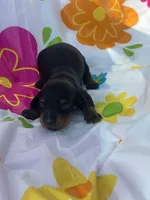 Sugar , a female Miniature Dachshund for sale in Ava, MO – 1 of 4