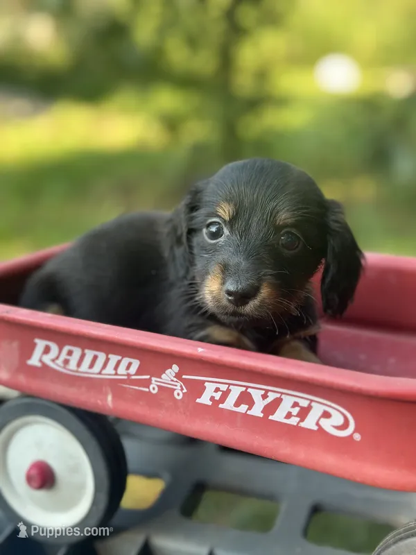 Chestnut  – Miniature Dachshund puppy for sale in Ava, MO
