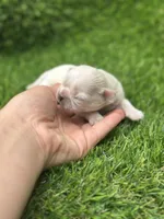 Snowhite , a female Shih Tzu for sale in Ava, MO – 7 of 7