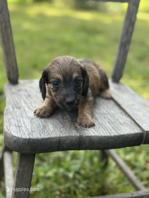 Maple  – Miniature Dachshund puppy for sale in Ava, MO