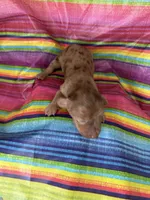 Sapphire , a female Miniature Dachshund for sale in Ava, MO – 5 of 5
