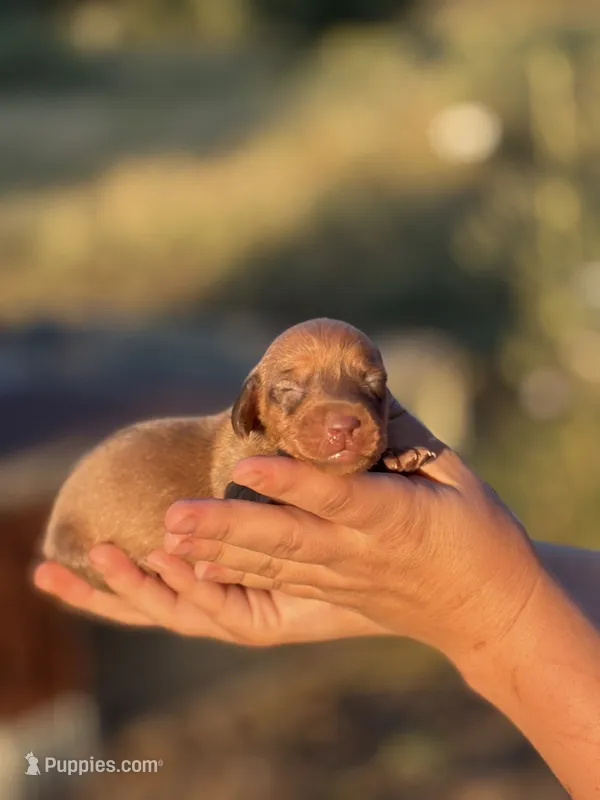 Jane  – Miniature Dachshund puppy for sale in Ava, MO