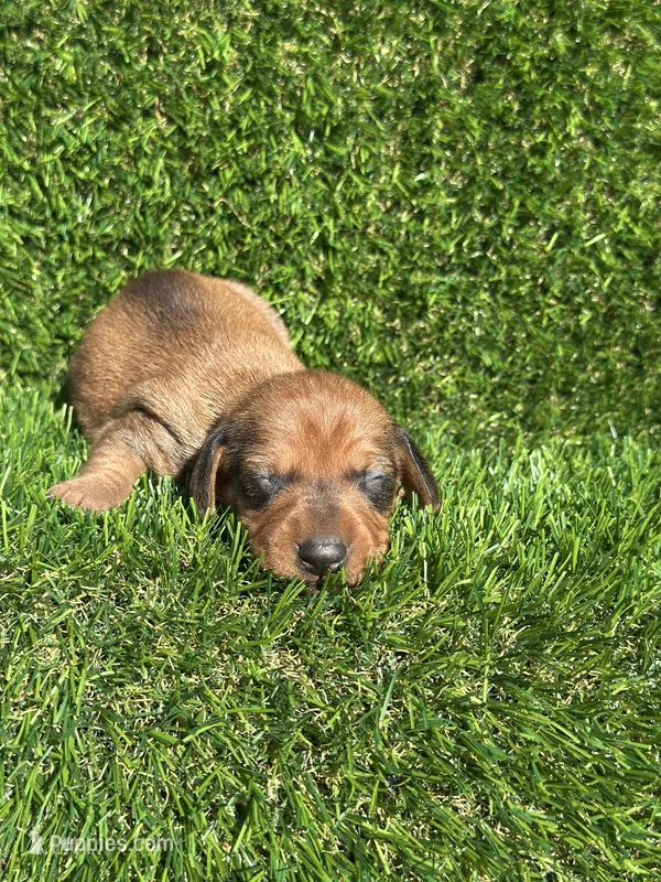 Simon – Miniature Dachshund puppy for sale in Ava, MO