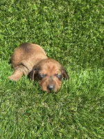 Simon, a male Miniature Dachshund for sale in Ava, MO – 1 of 7
