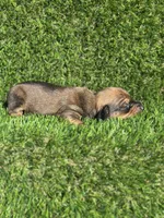 Sassy, a female Miniature Dachshund for sale in Ava, MO – 3 of 6