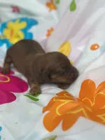 Mizz, a female Miniature Dachshund for sale in Ava, MO – 3 of 6