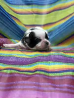 BoPeep , a female Shih Tzu for sale in Ava, MO – 4 of 7
