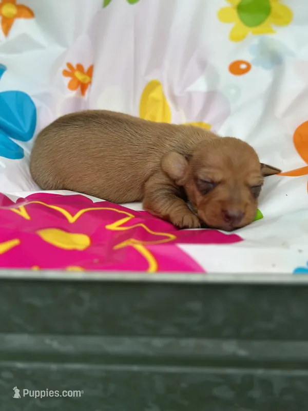 Duke – Miniature Dachshund puppy for sale in Ava, MO