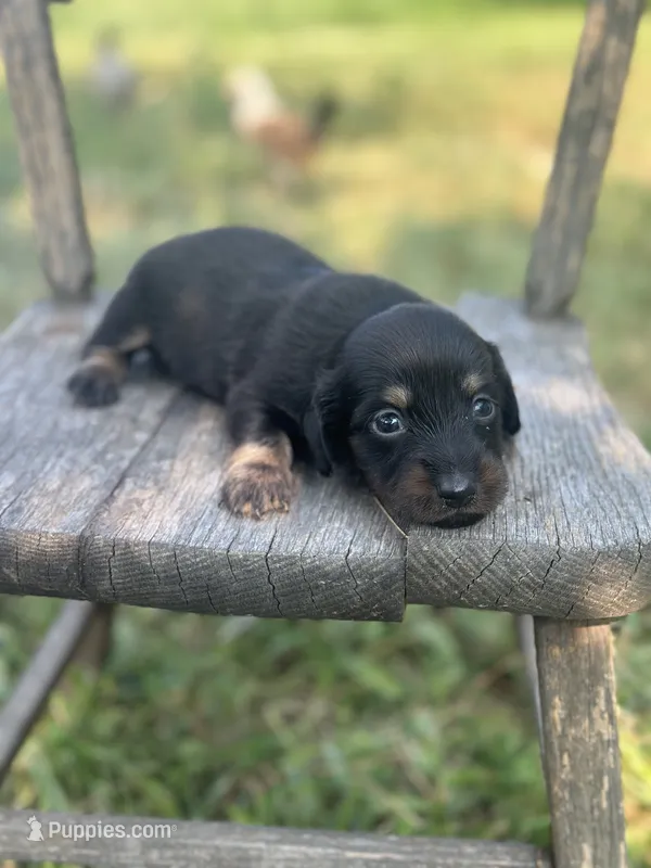 Chestnut  – Miniature Dachshund puppy for sale in Ava, MO
