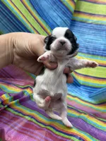 BoPeep , a female Shih Tzu for sale in Ava, MO – 5 of 7