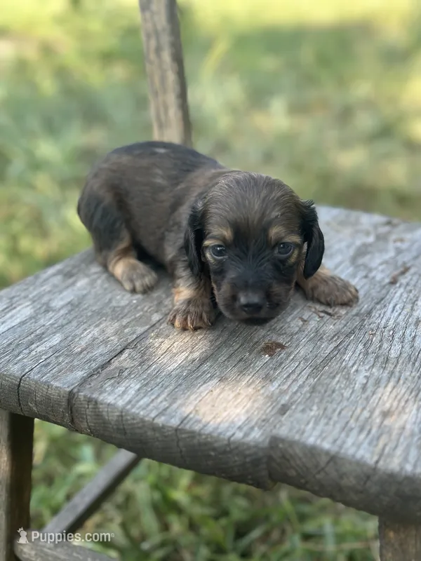 Ash – Miniature Dachshund puppy for sale in Ava, MO