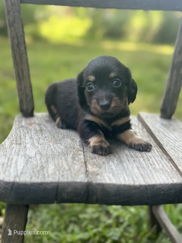 Chestnut  – Miniature Dachshund puppy for sale in Ava, MO