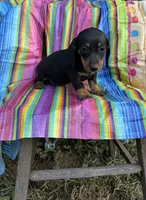 Pepper, a female Miniature Dachshund for sale in Ava, MO – 2 of 5