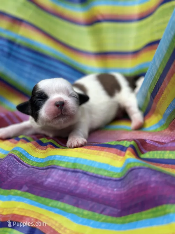 Jesie  – Shih Tzu puppy for sale in Ava, MO