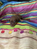Jane , a female Miniature Dachshund for sale in Ava, MO – 3 of 4