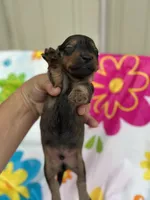 Boss hog , a male Miniature Dachshund for sale in Ava, MO – 3 of 5