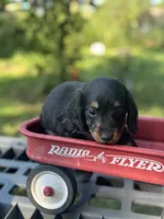 Redbud , a female Miniature Dachshund for sale in Ava, MO – 3 of 7