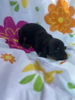 Cyprus , a male Miniature Dachshund for sale in Ava, MO – 2 of 4