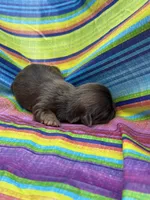 Fancy , a female Shih Tzu for sale in Ava, MO – 7 of 9